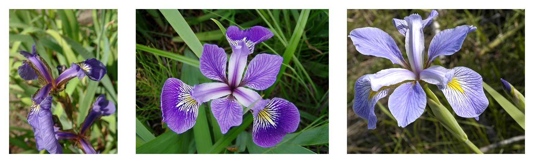 3 つのアヤメ種の花びらの形状の比較: Iris setosa、Iris virginica、Iris versicolor