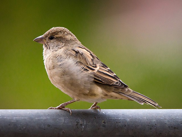 sparrow